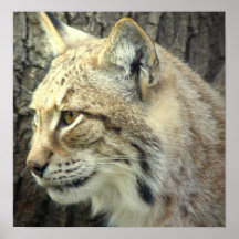 Copie d'affiche de chat de Lynx