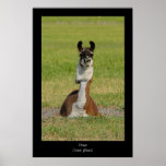 Copie d'affiche de lama