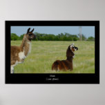 Copie d'affiche de lama