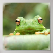 Copie d'affiche de yeux de grenouille