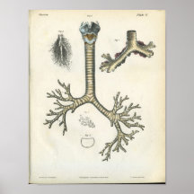 Copie d'anatomie de bronches de poumon posters