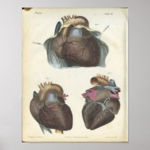 Copie d'anatomie de coeur poster