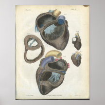 Copie d'anatomie de coeur posters