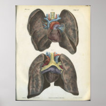 Copie d'anatomie de poumon et de coeur posters