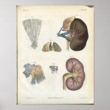 Copie d'anatomie de rein affiches