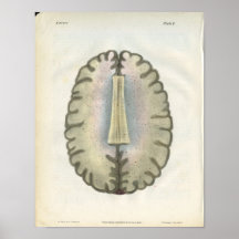Copie d'anatomie d'esprit humain affiches