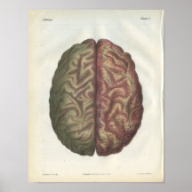 Copie d'anatomie d'esprit humain poster