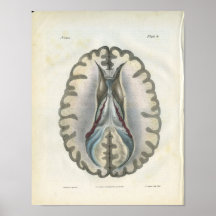 Copie d'anatomie d'esprit humain posters