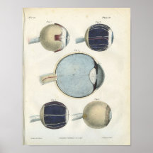 Copie d'anatomie d'oeil humain posters