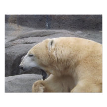 Copie de bâillement d'ours blanc impression photo