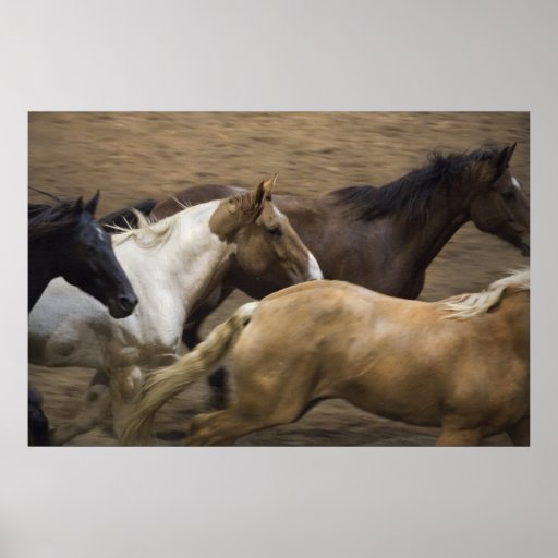 Copie de beaux-arts de chevaux sauvages poster