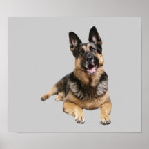 Copie de berger allemand affiche