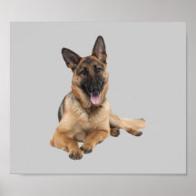 Copie de berger allemand posters