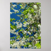 Copie de bleu et blanche de souffles posters