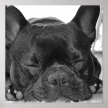 Copie de bouledogue français posters