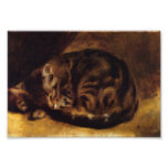 Copie de chat de sommeil de Renoir Photographies
