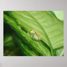 Copie de grenouille d'arbre posters