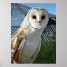 Copie de hibou de grange posters