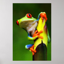 Copie de la grenouille 2 posters
