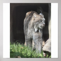 Copie de Lynx Posters