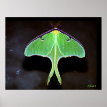 Copie de mite de Luna Posters