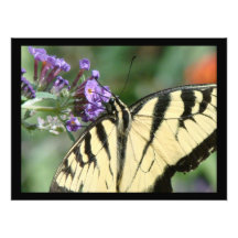 Copie de papillon de machaon impression photographique