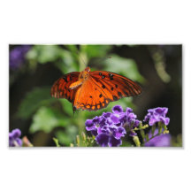 Copie de papillon et de fleur photographies