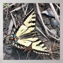 copie de papillon affiche