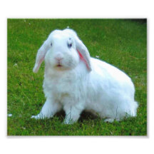 copie de photo de lapin