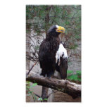 Copie de photo de Stellers Eagle