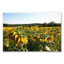 Copie de photo de tournesol
