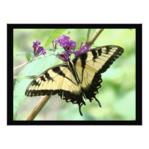 Copie de photographie de papillon de machaon
