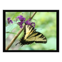 Copie de photographie de papillon de machaon