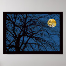 Copie de pleine lune de branches d'arbre affiche