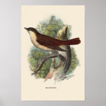COPIE DE ROSSIGNOL POSTERS