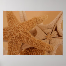 Copie de toile d'étoiles de mer posters