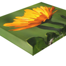 Copie de toile - fleur de Calendula Toiles Tendues Sur Châssis