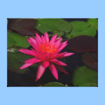 Copie de toile - nénuphar rose impressions sur toile