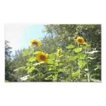 Copie de tournesol art photographique