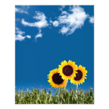 Copie de tournesols photo d’art