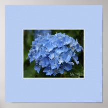 Copie d'hortensia posters
