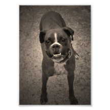 Copie drôle mignonne de photo de chien de boxeur