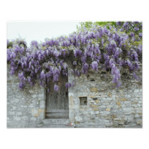 COPIE - glycine Viviers France Photographies D’art