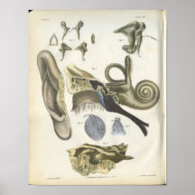 Copie humaine d'anatomie d'oreille affiche