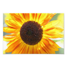 Copie jaune de tournesol photographie d’art