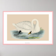 COPIE POLONAISE DE CYGNE POSTER
