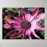 Copie pourpre de marguerite de pluie affiche