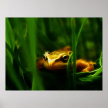 Copie rougeoyante de grenouille affiches