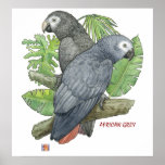 Copie tropicale de gris africains poster