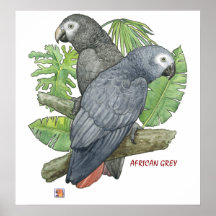 Copie tropicale de gris africains poster